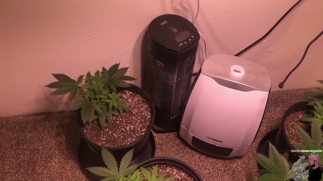 How to grow Cannabis: day 14 of veg