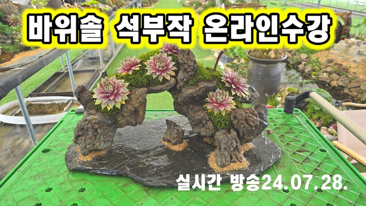 바위솔 석부작 온라인 수강1편 한국바위솔협회