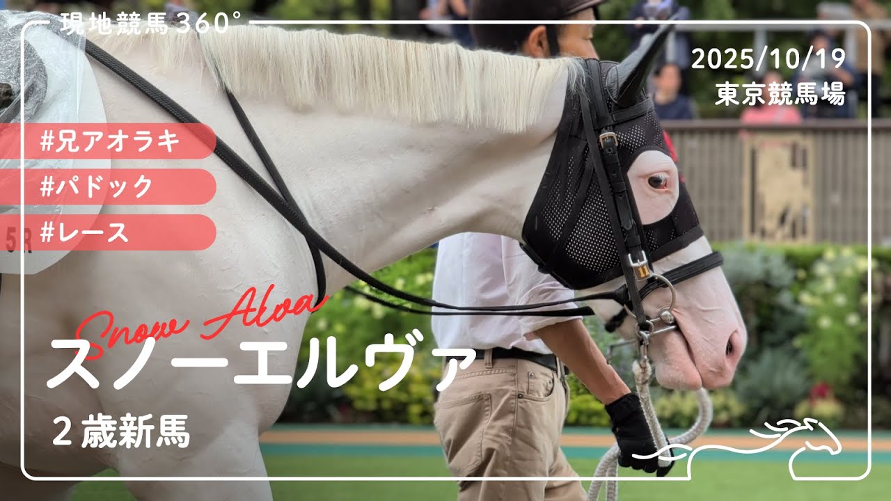 スノーエルヴァ | 2歳新馬 | パドック/レース | 2025/10/19 | 東京競馬場
