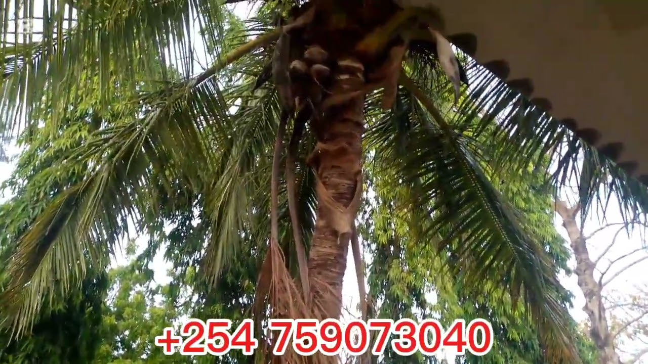 PWANI UNIVERSITY nature❣️🥰 #pwani  #coast #viralvideo 