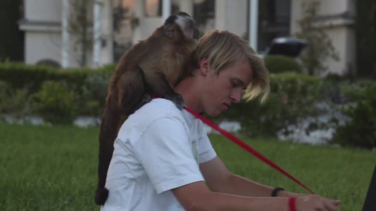 Boo the monkey