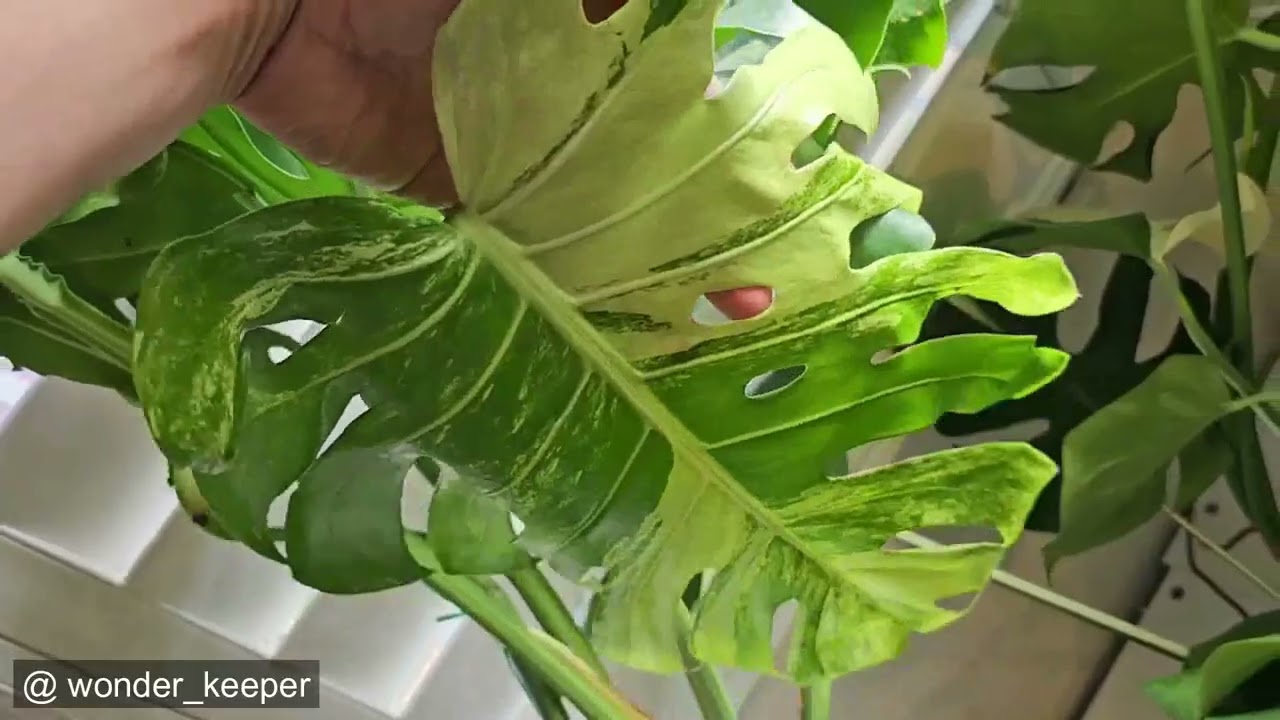 Propagation Seed Grown Variegated Monstera Deliciosa - Z