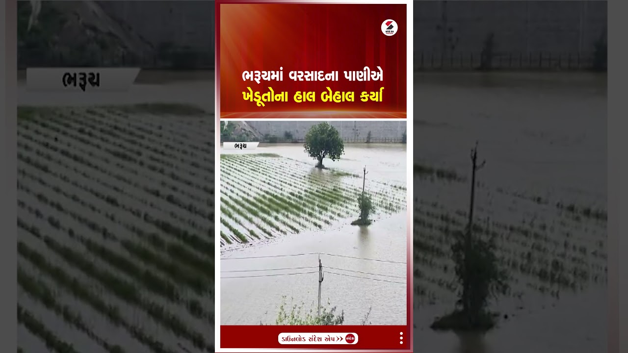 Bharuch | ભરૂચમાં વરસાદના પાણીએ ખેડૂતોના હાલ બેહાલ કર્યા | Rain | Farmer | Gujarat | Shorts