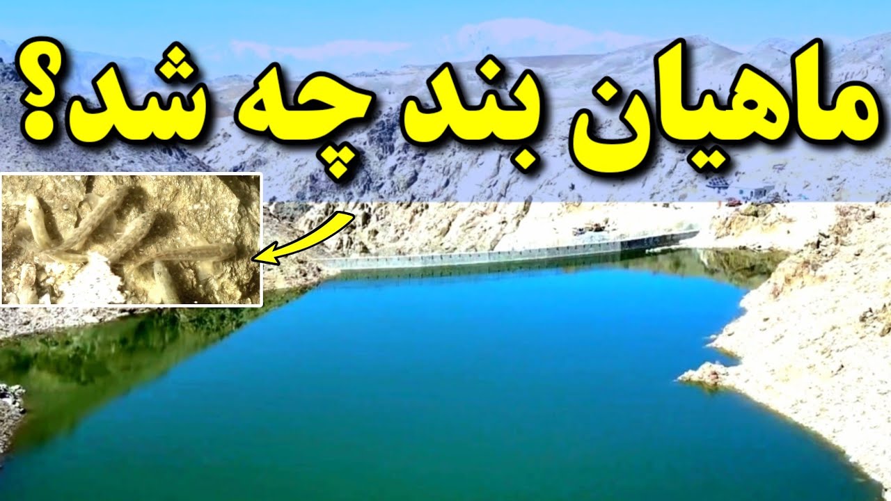 ماهیان در بند همبستگی! | گزارش تازه آبگیری