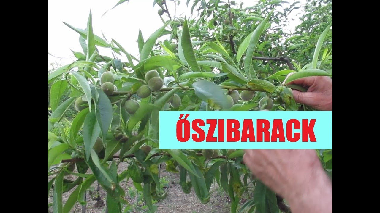 Őszibarackfáim termés és hajtásritkítása