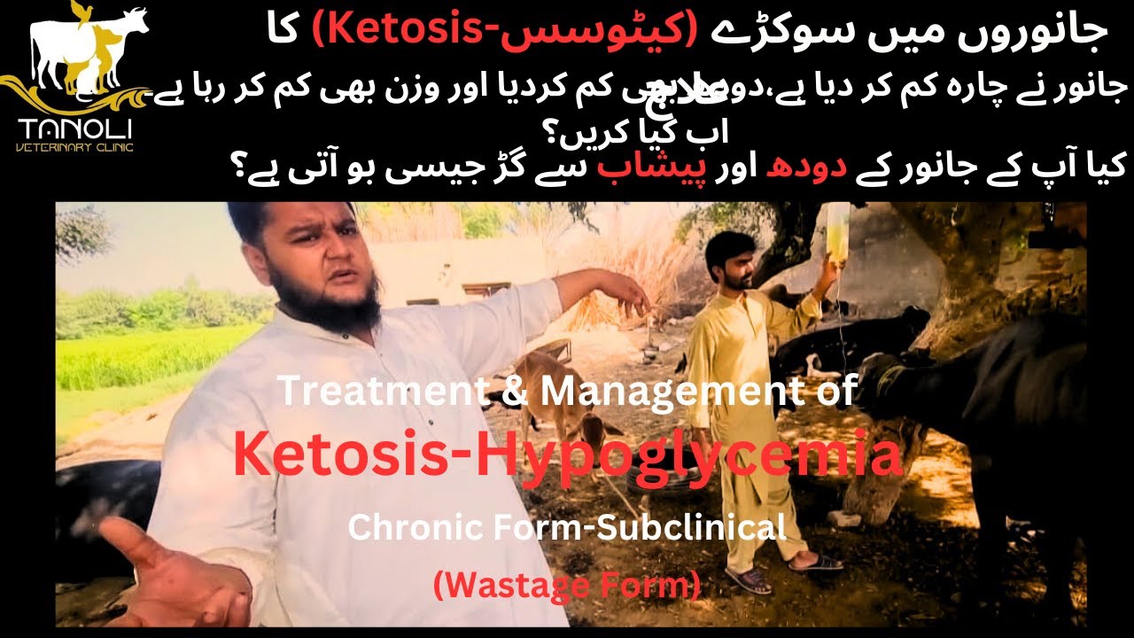 Treatment and Management of Ketosis|Metabolic Disorder|Symptoms Explained|Anorexia|Muscular Atrophy