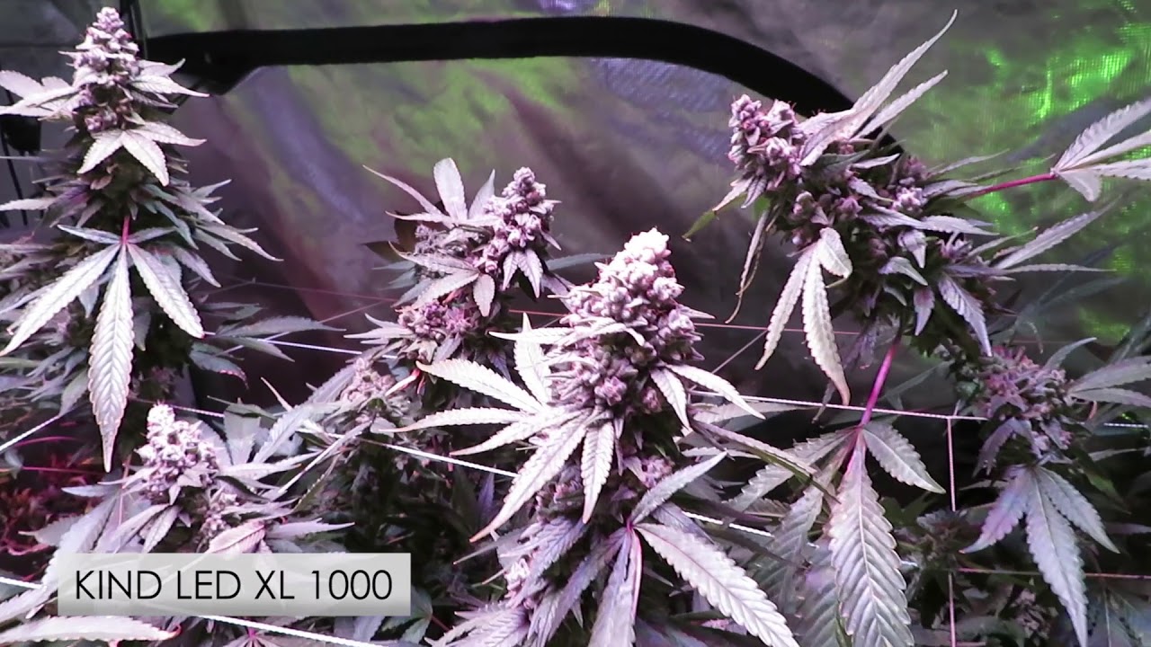 Week 8 | LED vs HPS | LED vs HID | Kind Led, Black Dog, and Gavita Grow Comparison
