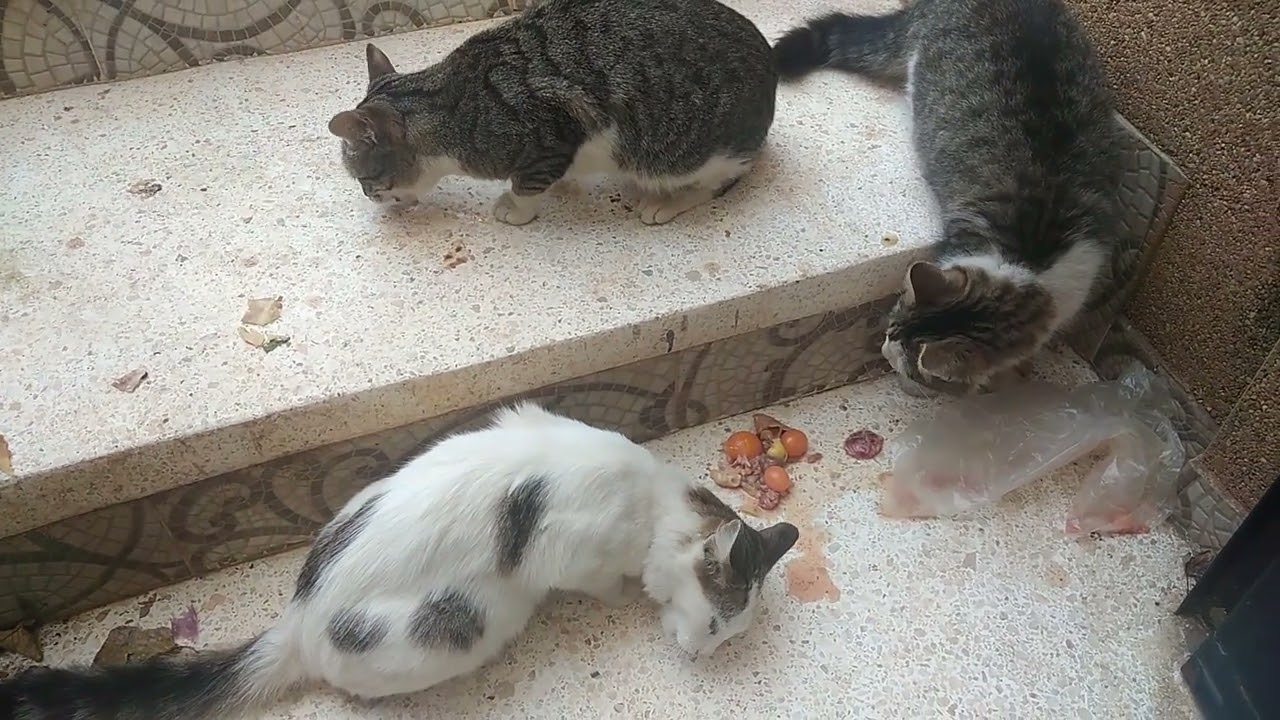 ضيوف الصباح 🐱🐈🐈