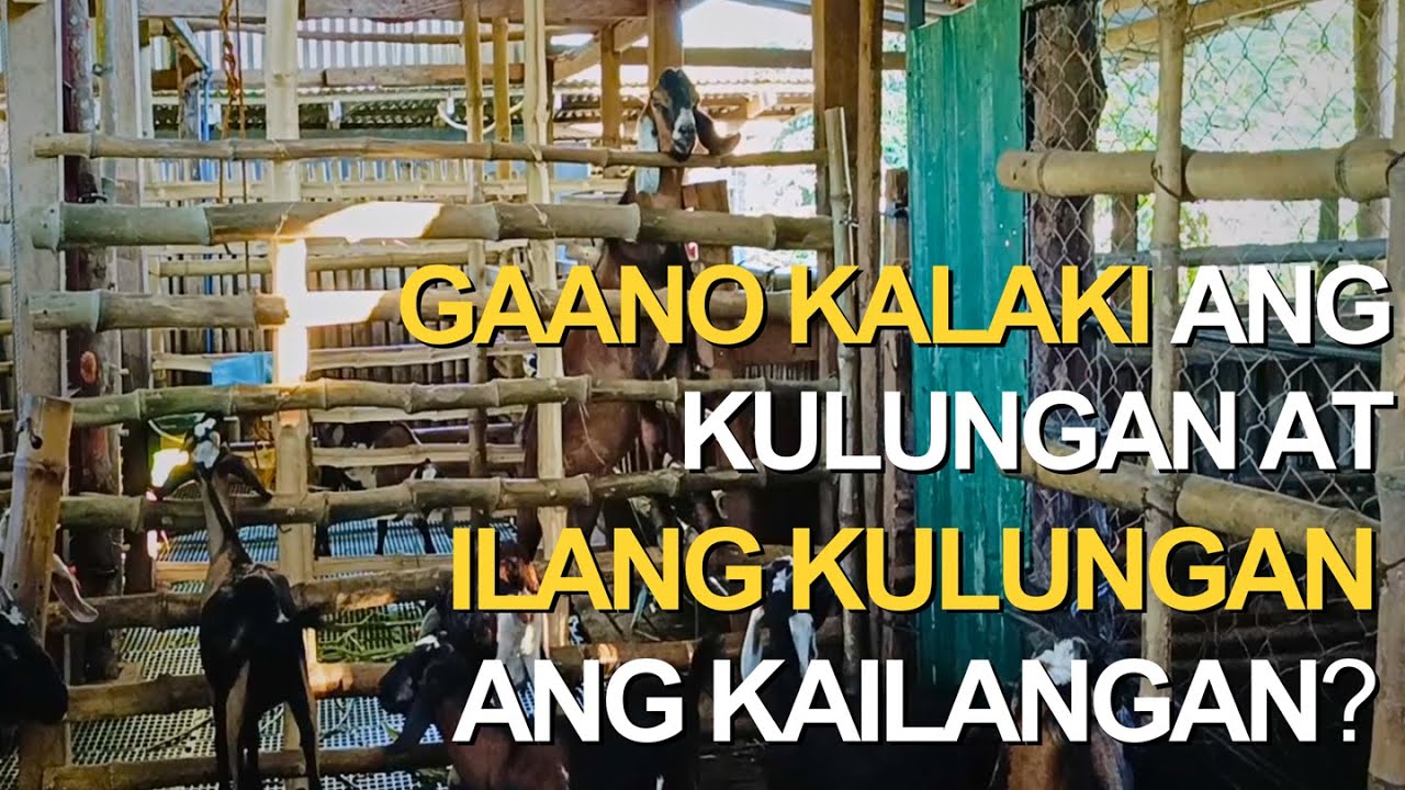 GAANO BA DAPAT KALAKI ang Kulungan at ILANG KULUNGAN ang kailangan para sa GOAT FARMING?