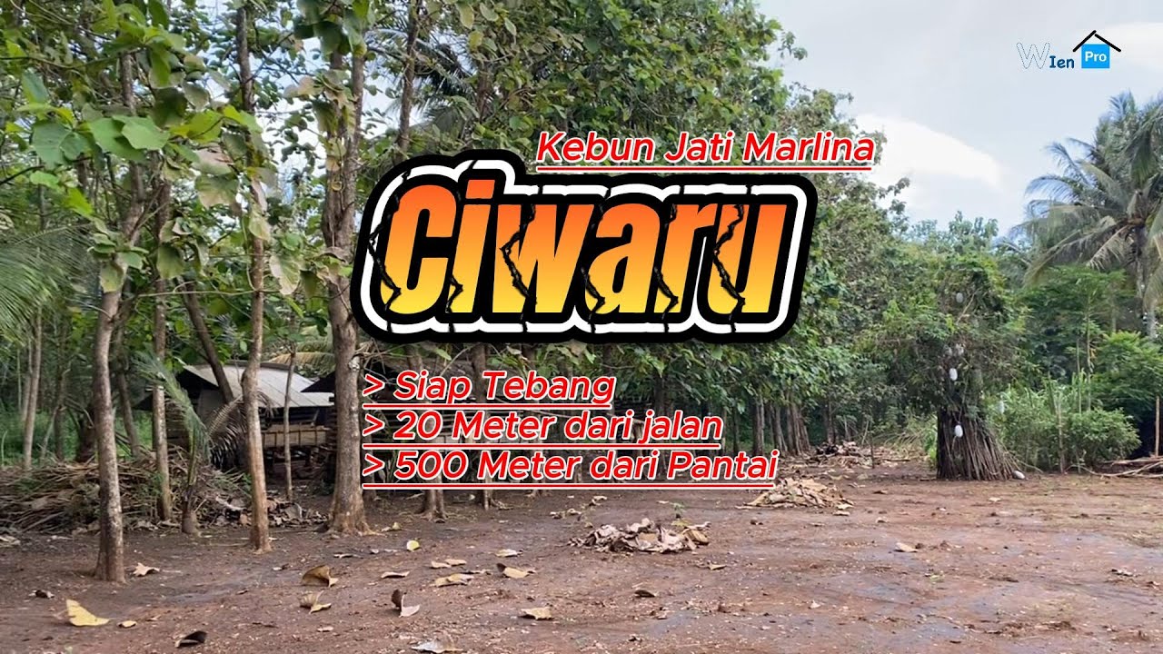 Kebun Jati Marlina Ciwaru || Siap Tebang, 500m dari Pantai