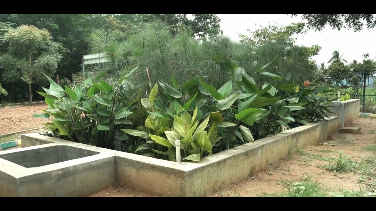 Nature based solution at Kannamangala lake