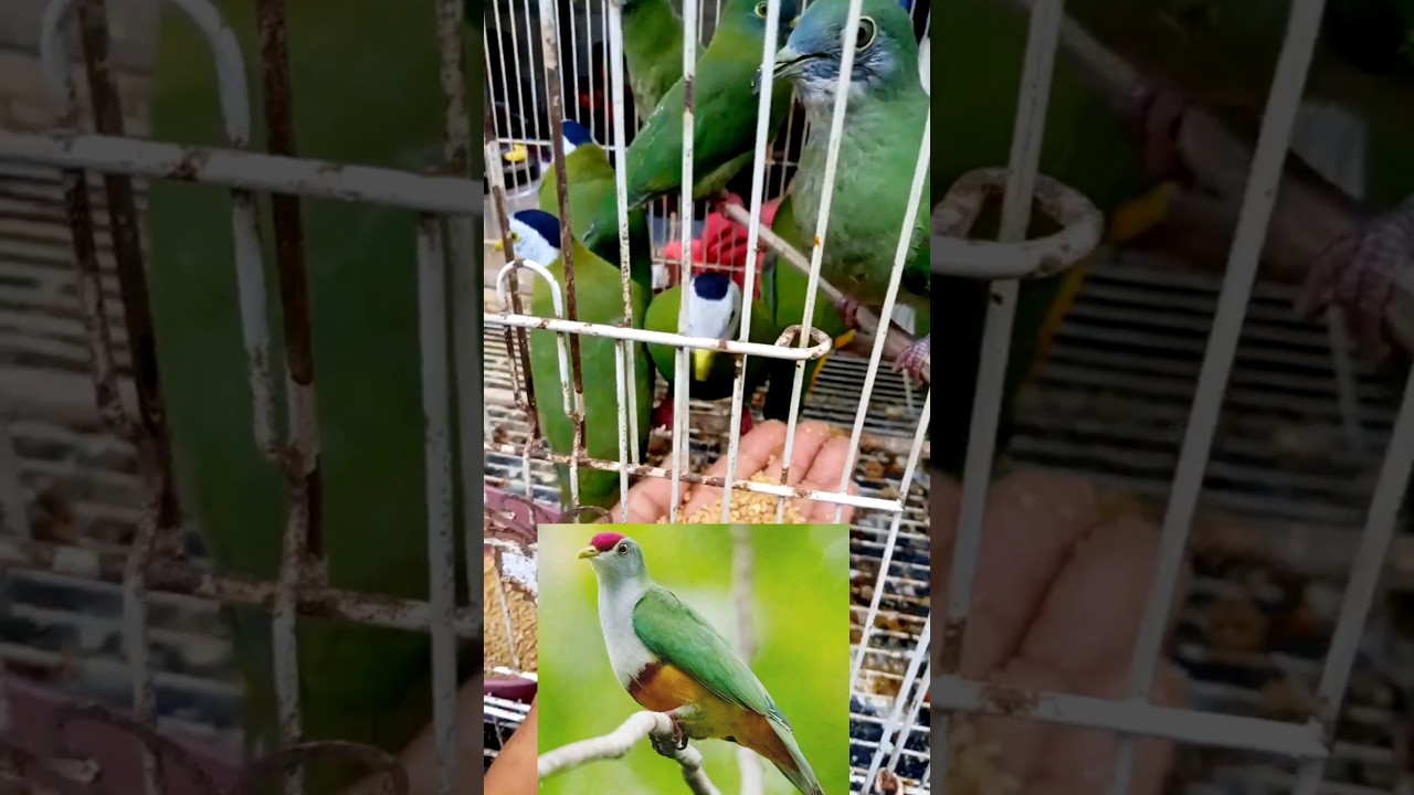 beautiful green Dove #dove #greendove #dovebird  #dovelover #bird #birds  #nature #Nice #shorts