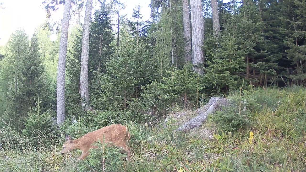 Roe Deer (Capreolus capreolus)