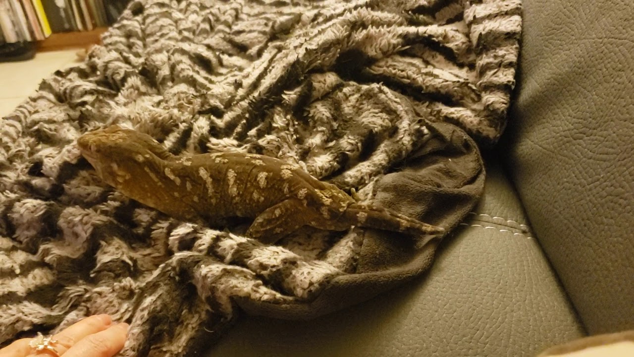 Olivine takes a stroll on the couch.  leachianus gecko, leachie