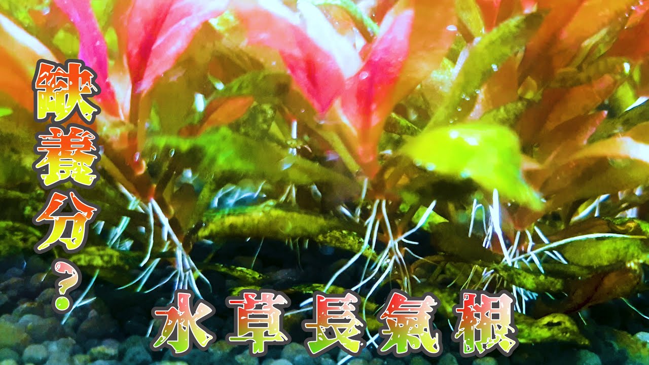 #水草種植篇15~很多人不知道的事情 水草為何會長氣根!!