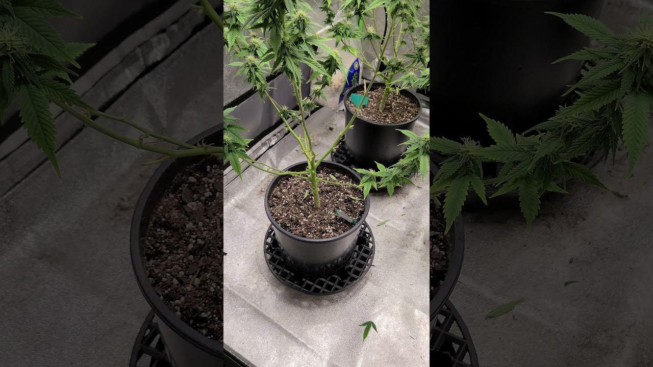 Roadkill Skunk showing deficiency