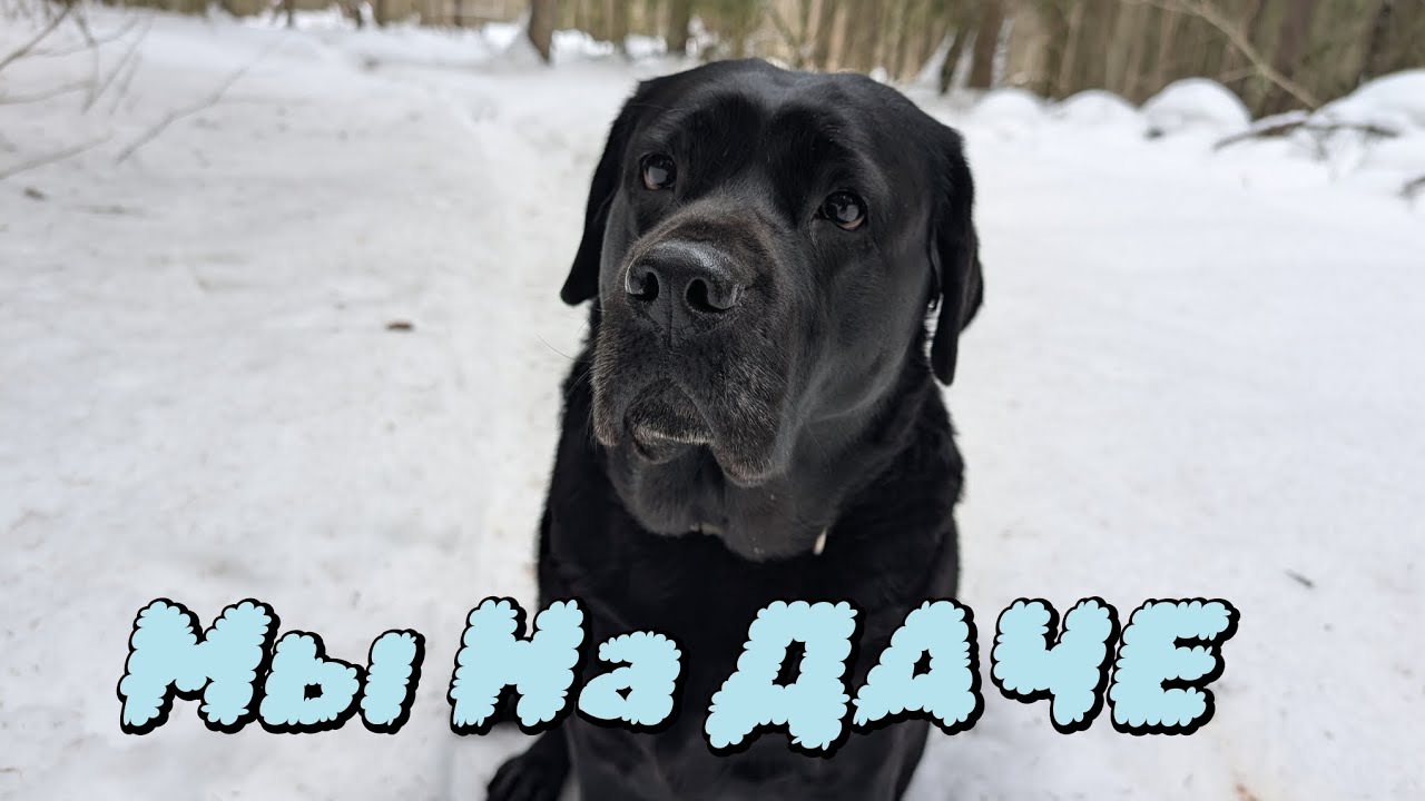 Садовые работы 8 марта в Подмосковье/Крупнолистная гортензия в парнике/Рододендроны