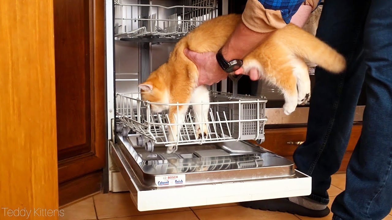 Nelson the Ginger Helper! 😻 Kitchen Adventures with a British Shorthair