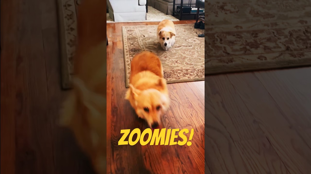Corgis Frapping | ZOOMIES!