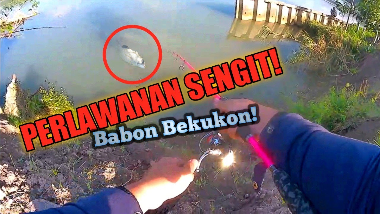 Gila! Lama Gak Dipancing, ikannya Besar-besar (Kakap Batu Bekukon Wijen Patik umpan Maggot)
