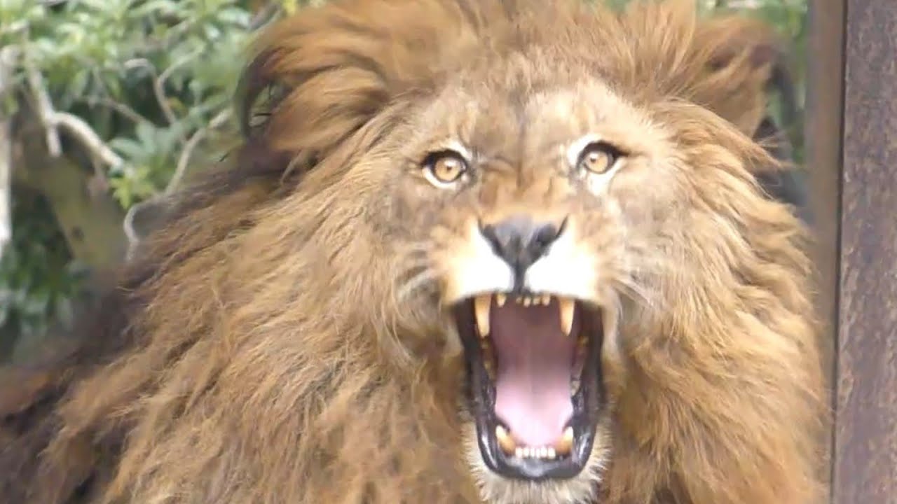 さくら＆リリ花親子と交代でネオが登場！とべ動物園にて