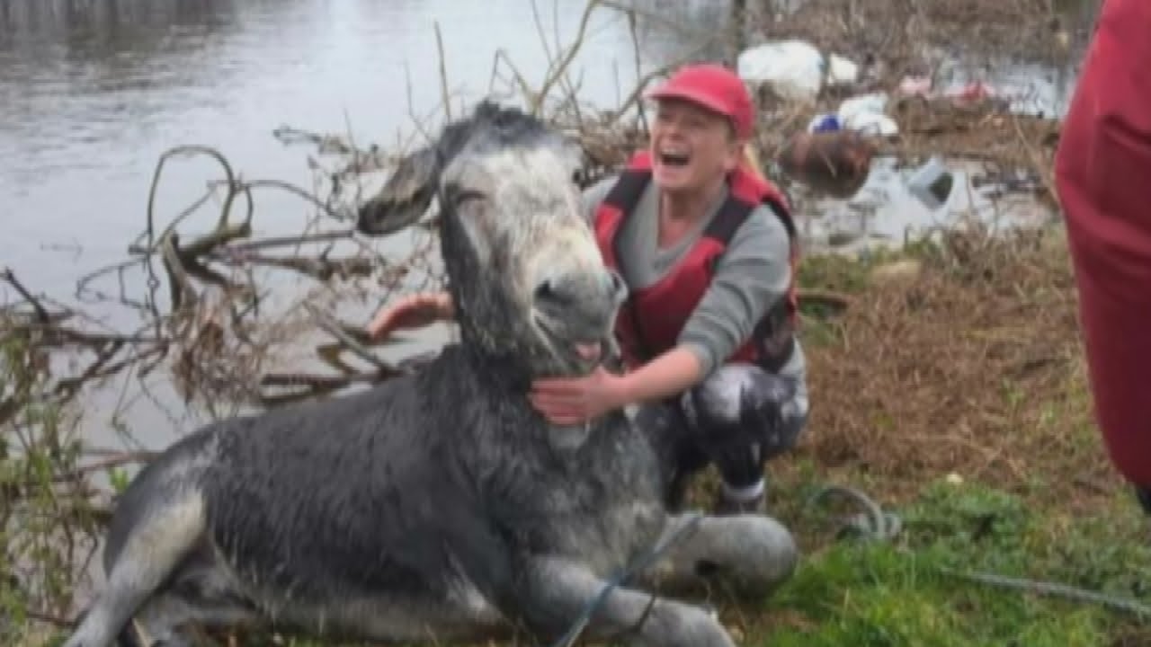 A 'smiling' donkey has been rescued from floods in Ireland