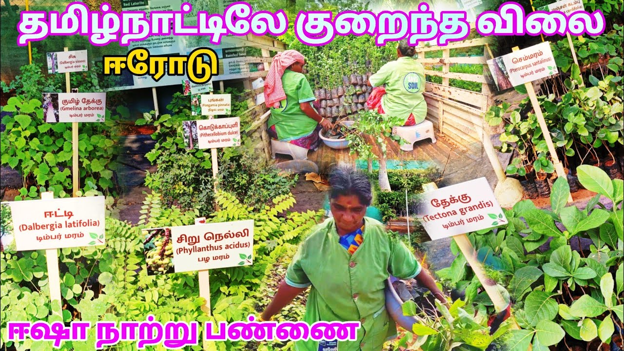 தமிழ்நாட்டிலே குறைந்த விலை 🌱 மர, பழ, பூ, நறுமண செடிகள் 🌱 ஈஷா நாற்று பண்ணை #prabu Trekker 