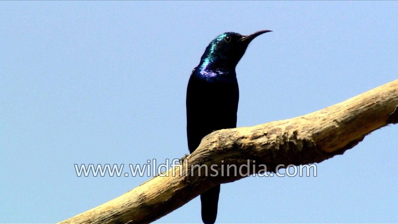 Shiny Purple Sunbird in Indian garden - our version of a hummingbird!