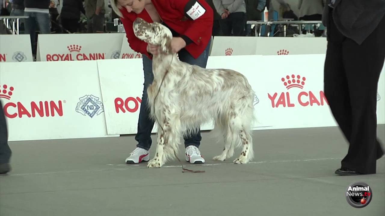 Montichiari 2016 -  Setter Inglese Maschi