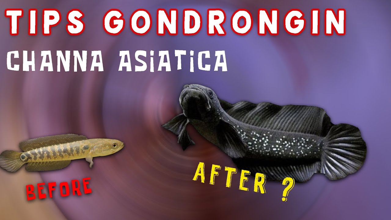 EKSPERIMEN GONDRONGIN CHANNA ASIATICA , APAKAH BERHASIL ??? || CHANNA