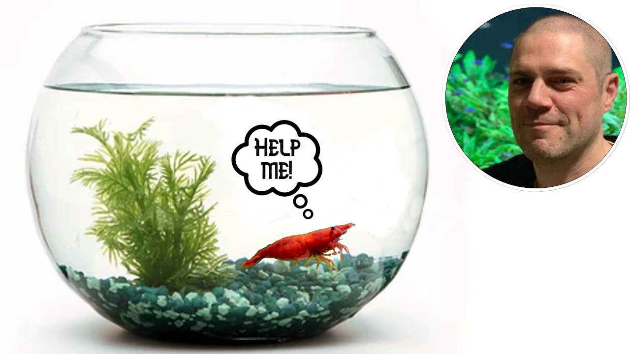 Shrimp Tank Setup: Are Bowls Suitable for Keeping Shrimp?