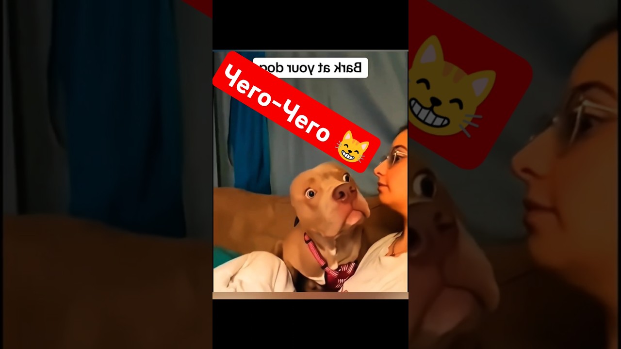 very funny animals and people 🤣 Чисто для настроения