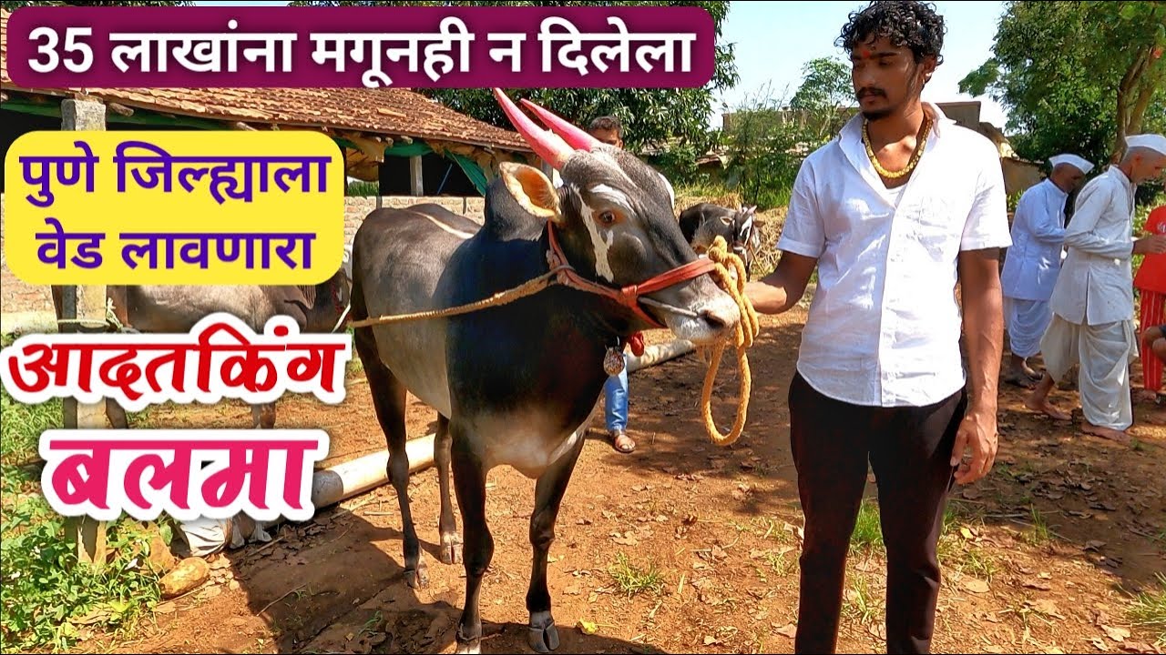 बलमा | अनिकेत निघोट (पिंट्या ग्रुप), खेड तालुका | Pune Bailgad sharyat