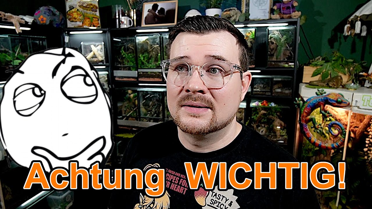 Erstes Terrarientier - Das solltest du vor dem Kauf beachten!