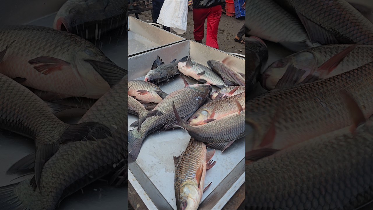 Live Katla Fish Market 