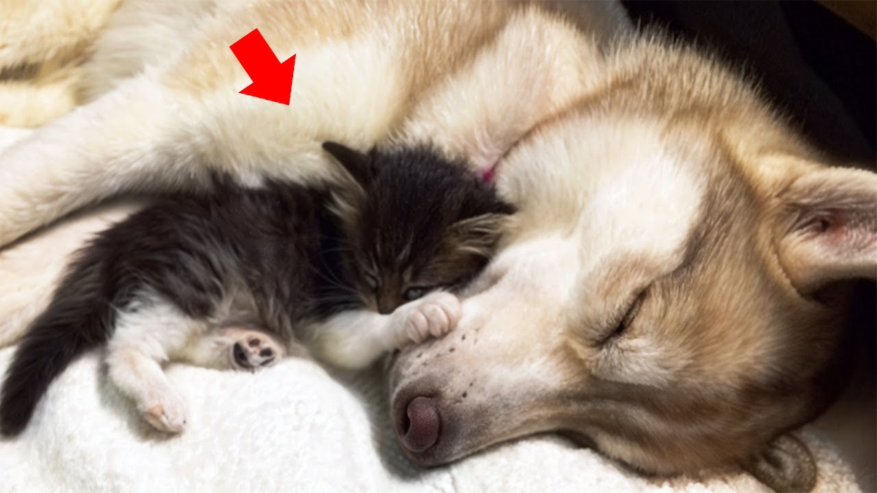 Stray Kitten Rescued By a Husky Now Thinks She's a Big Dog