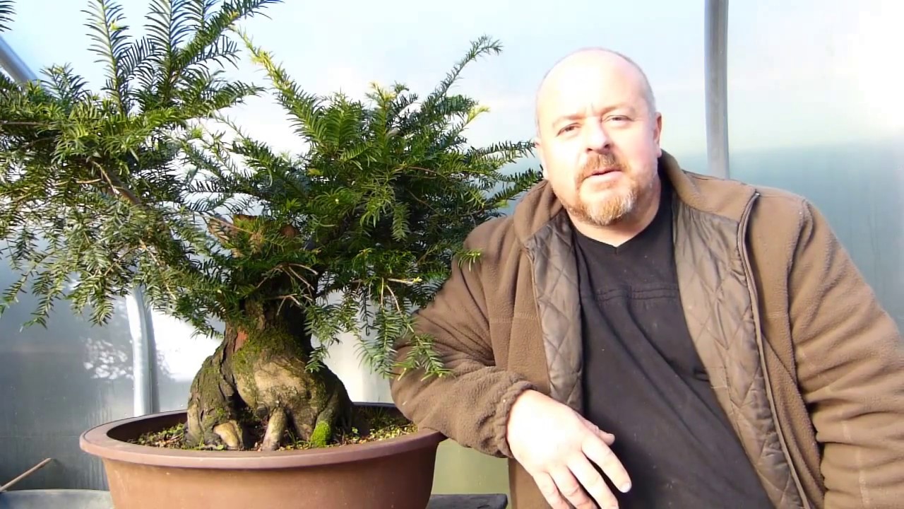 Copy of THE 'Ugly Tree' Becomes Beautiful Bonsai