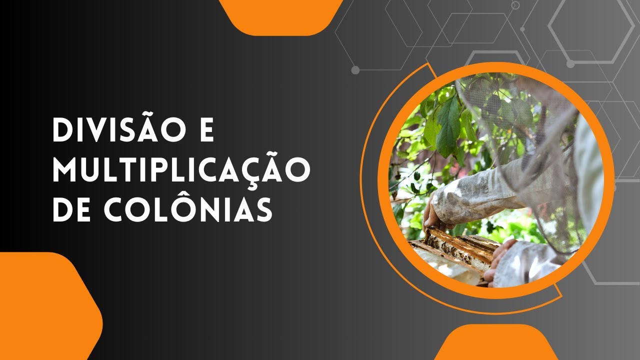 DIVISÃO E MULTIPLICAÇÃO DE COLÔNIAS - SÉRIE DE LIVES INTEGRAPIS 6