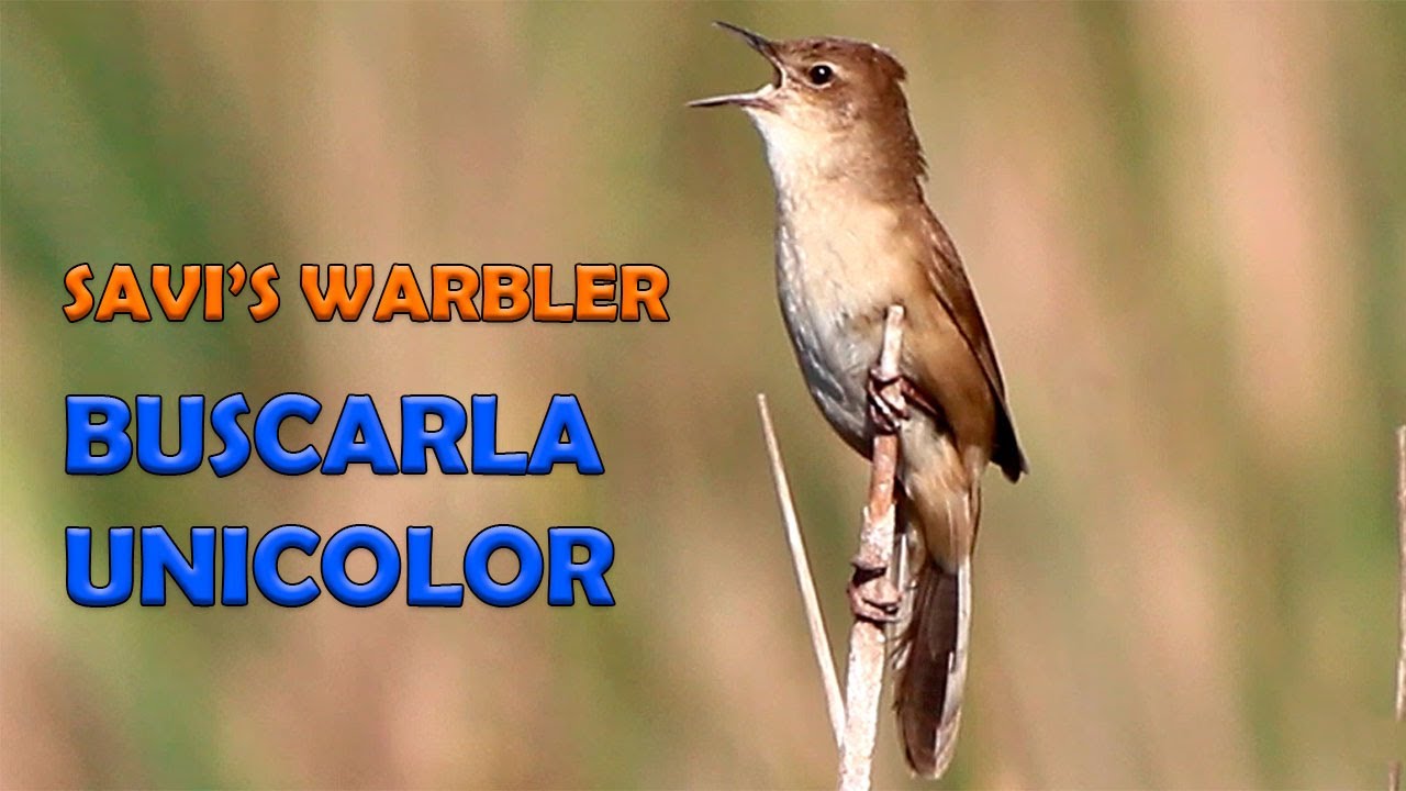 BUSCARLA UNICOLOR en el Tancat de l'Illa - Parte 2 | 🎵 CANTOS DE AVES
