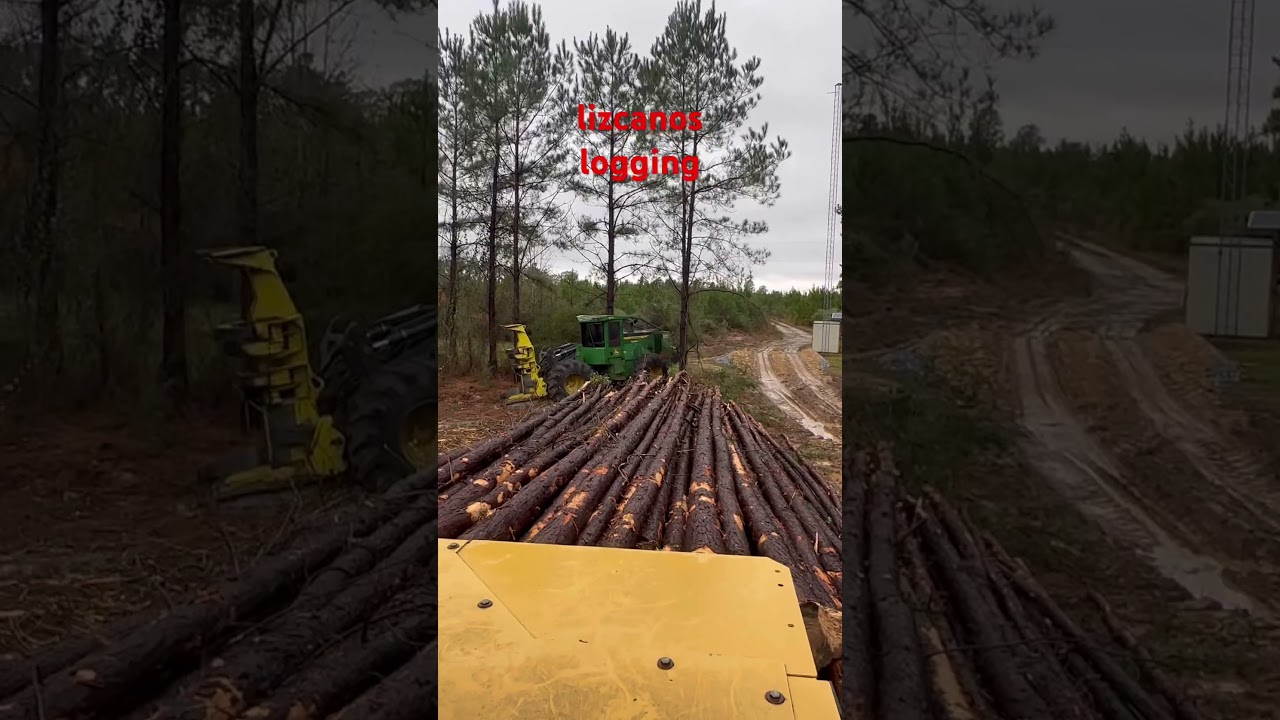 logging