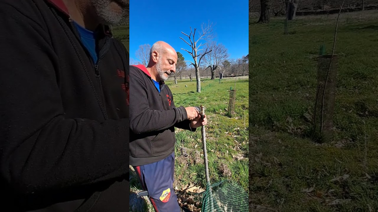 Cómo injertar un ciruelo con dos variedades.