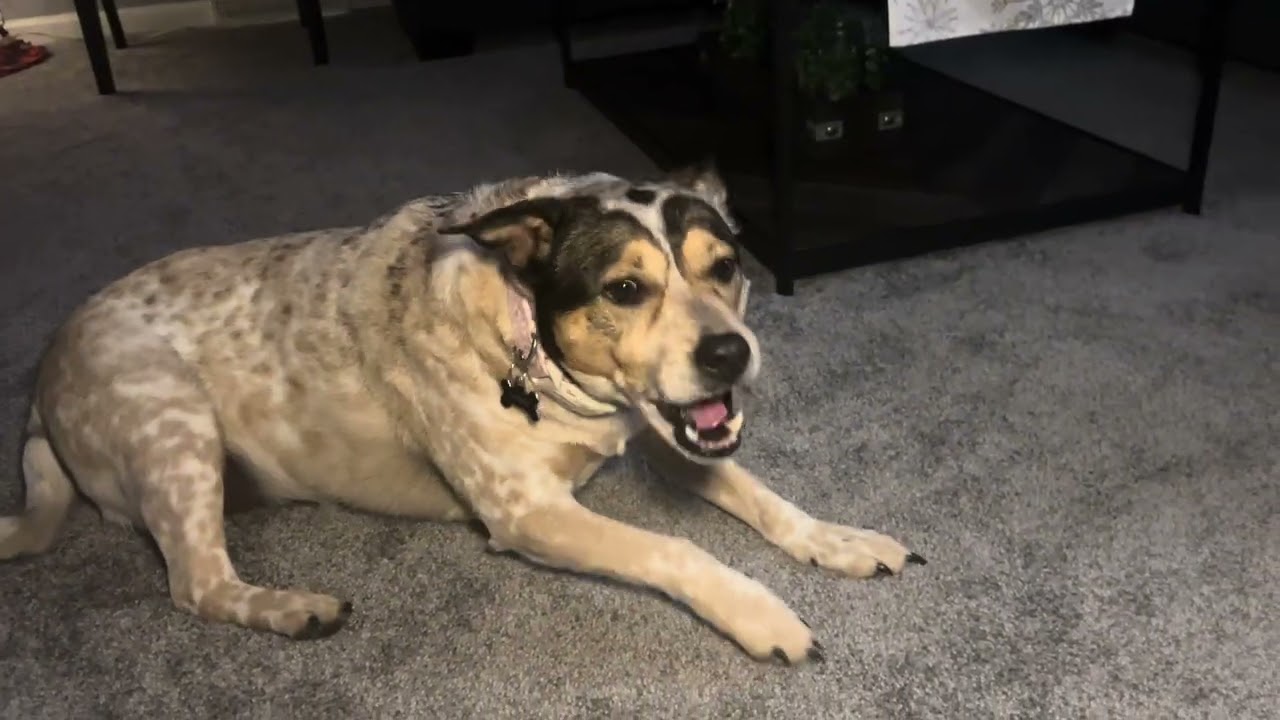 All Natural Sweet Potato Chews for Dogs