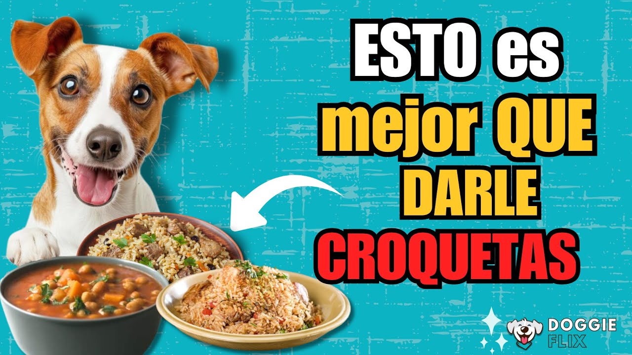 Recetas caseras para perros alternativa a las croquetas