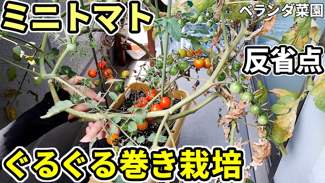 【ベランダ菜園】ミニトマトのぐるぐる巻き栽培にチャレンジ！収穫＆反省【行燈仕立て】