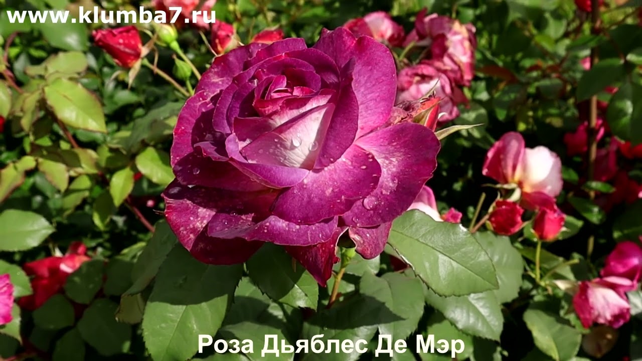 Мой ТОП роз, которые ВСЕГДА вызывают: 
