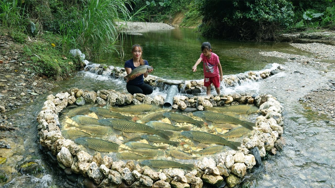 How To Fishing Using Stones in the Stream / Harvesting A Lot Of Fish Go To Sell
