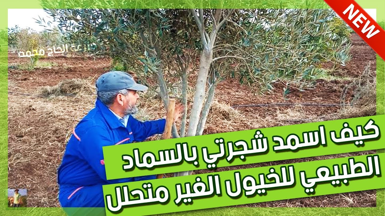 لن تستغنـــي عن سماد الحصان بعد الآن ! | طريقة تسميد الأشجار crottin fumier