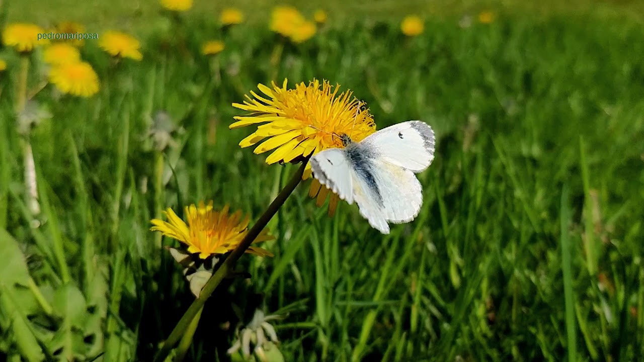 Anthocharis cardamines female from Denmark