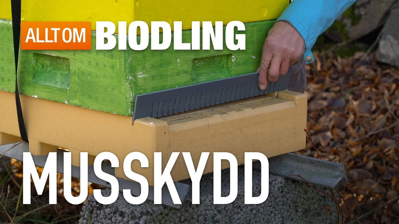 Musskydd för bikupor - Bihälsa - Biredskap