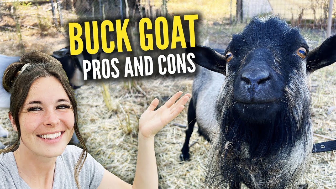 Buck Goat Pros and Cons: Making an Informed Decision for Your Homestead